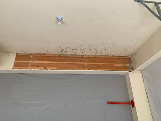 Trusted Sunset, UT Mold Removal Experts